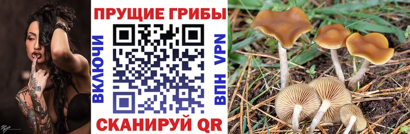 Купить  Краснозаводск  Галлюциногенные грибы MAGIC MUSHROOMS 